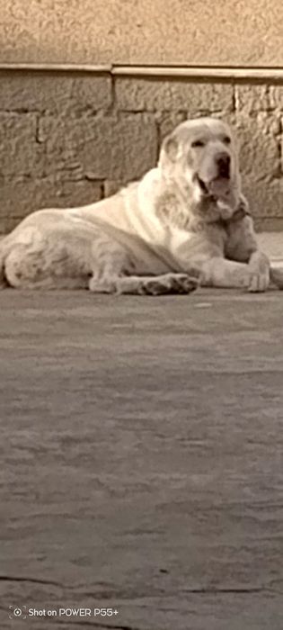 Готовятся к продаже алабаййчики