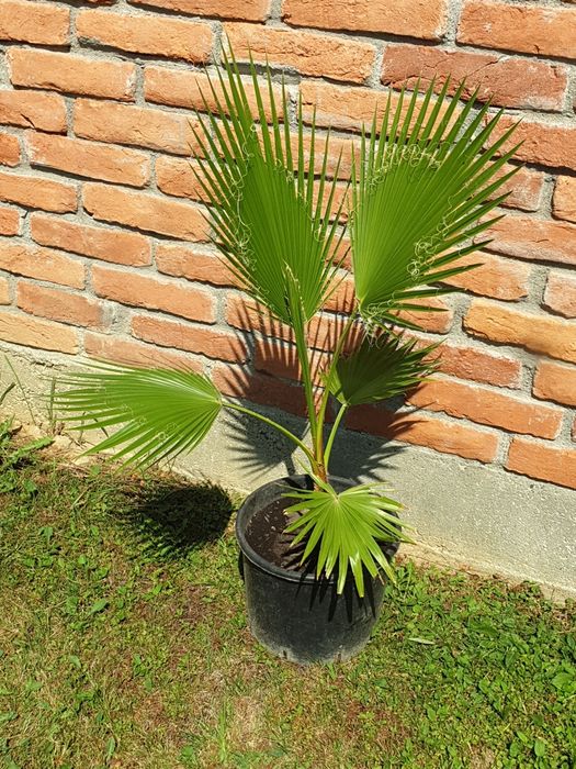 Vand palmier Washingtonia