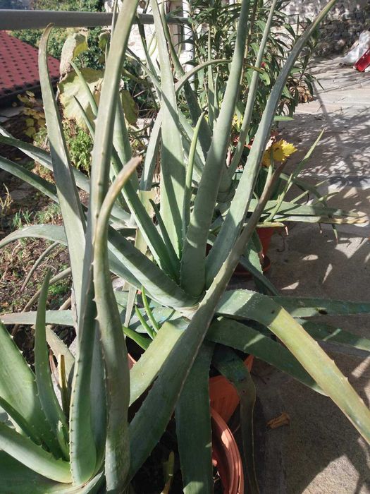 Алое Барбаденсис