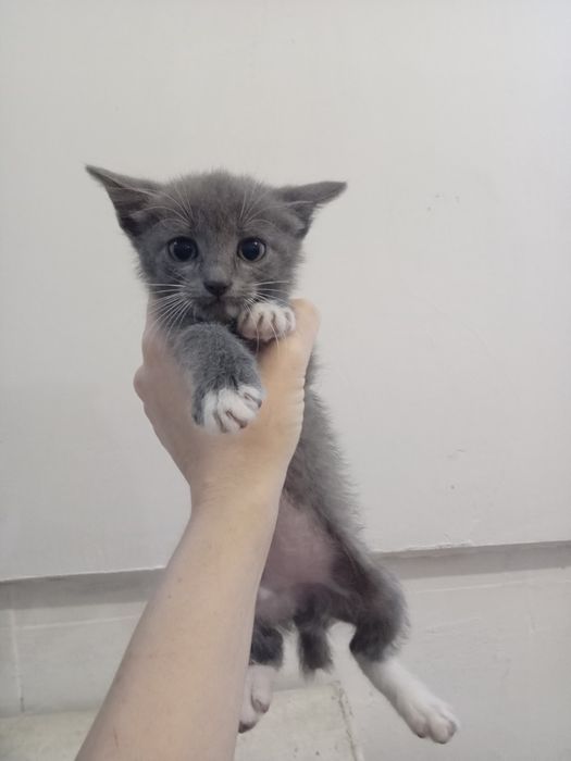 Отдам котят в добрые руки