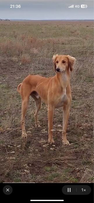 Тазы сатылады ұрғашы