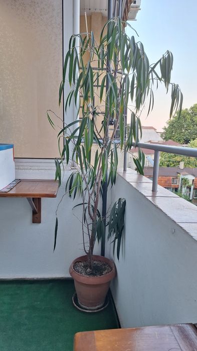 Фикус Али висок 1,60 м