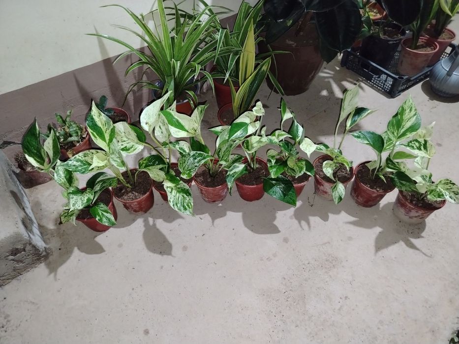 Сцендаптус-Эпипремнум, Сортовые