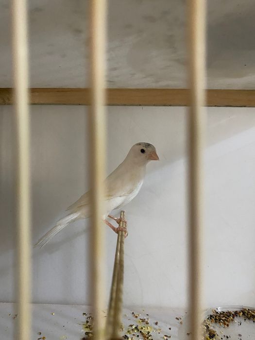 Канарейка 3 шт 23000