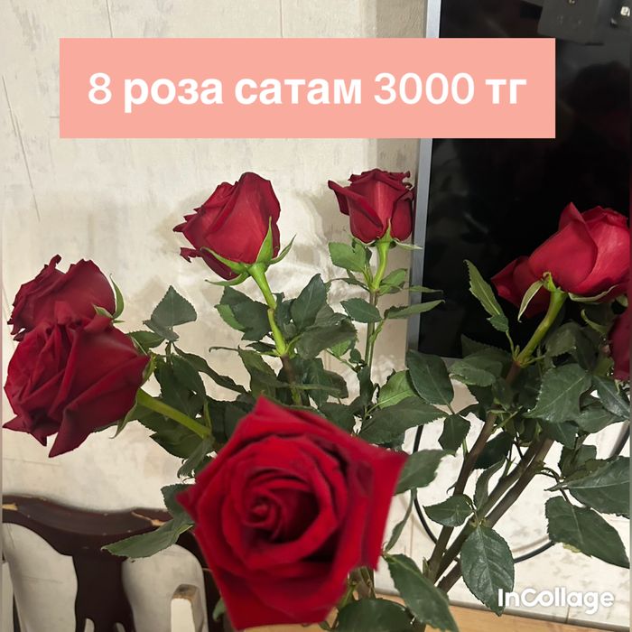 Роза сатам сып свежий