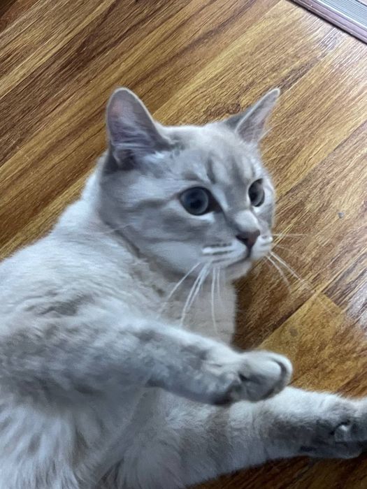 Chiroyli va sogʻlom urgʻochi mushuk sotiladi