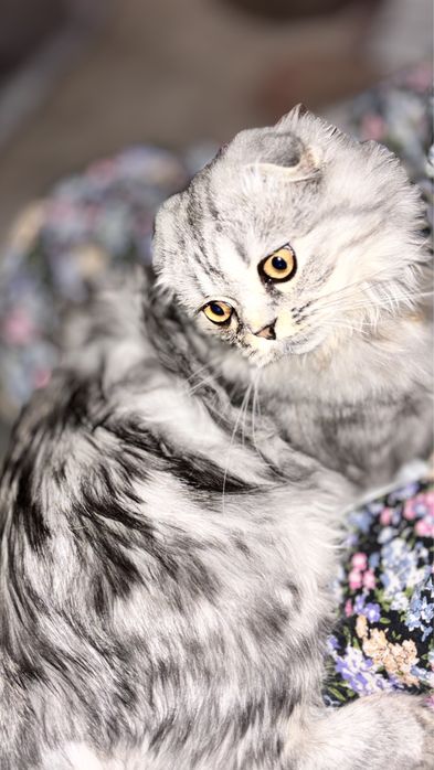 продоется кошка скотиш фолд