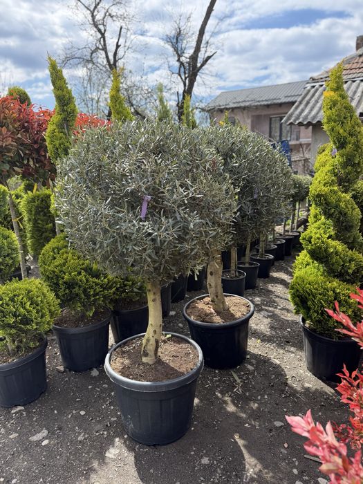 Oleea europaea, maslini seculari