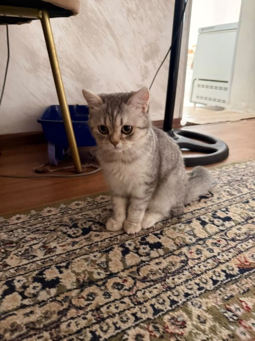 Продам британских котят