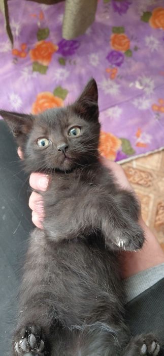 Отдам котенка в добрые руки