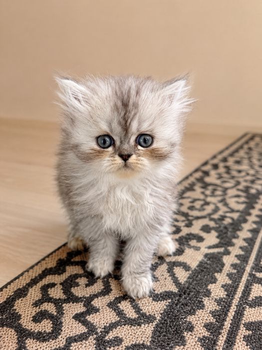 Персийки котенца