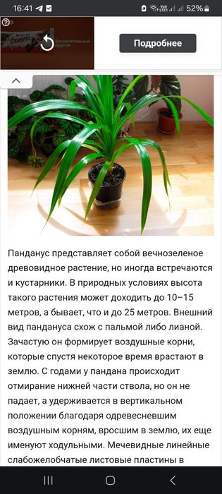 Панденус 2500 тенге