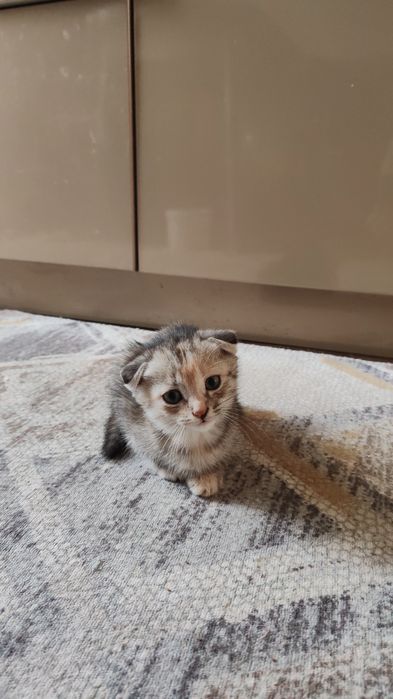 Котята полубританцы бесплатно