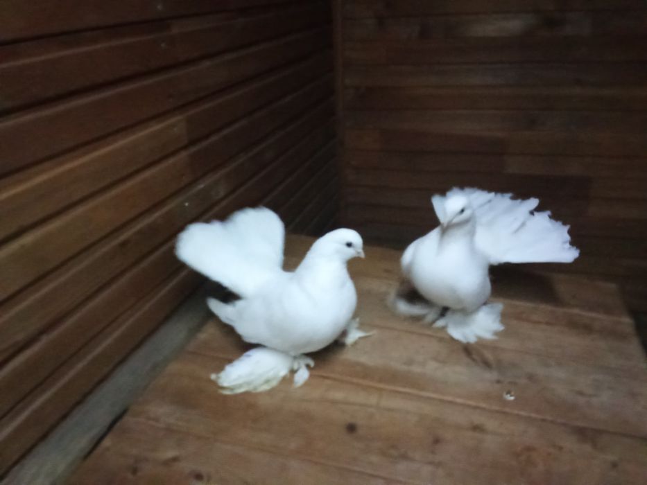 Голуби на продажу