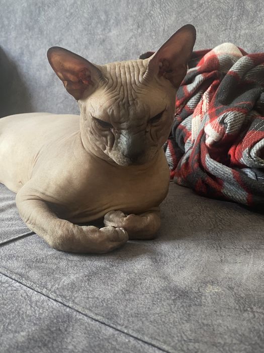 Отдам сфинксов в любящие руки