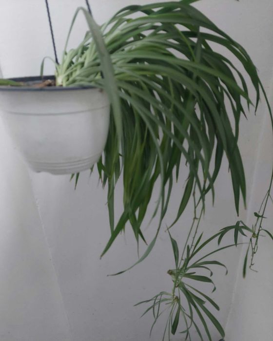 Plante Păianjen  Voalul Miresei Clorophytum