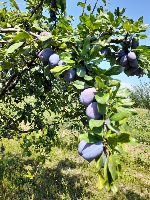 Prune de vânzare