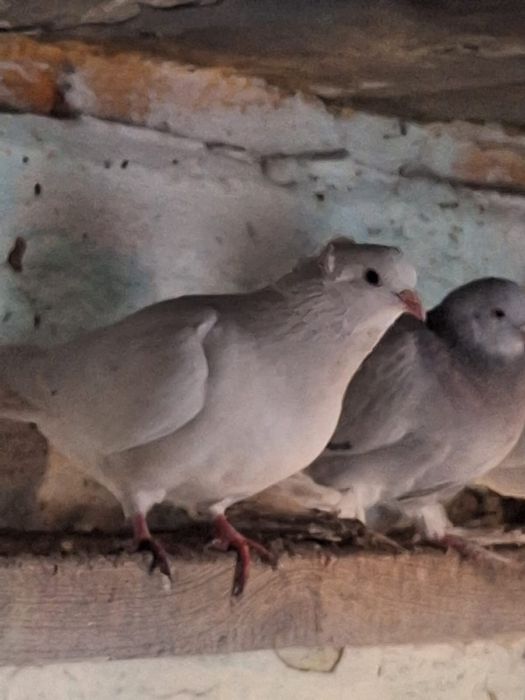 Продам молодых голубей