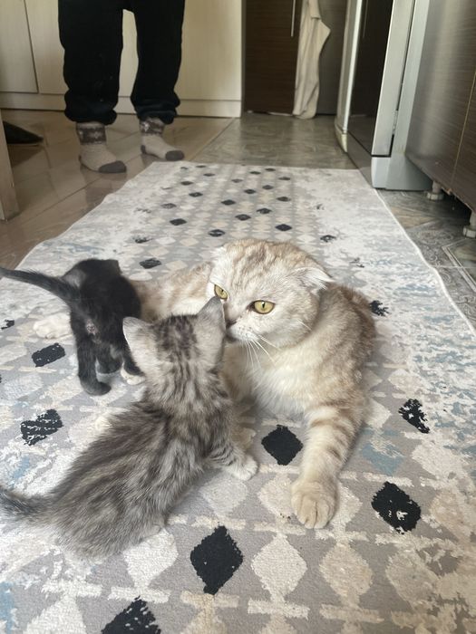 Котята бесплатно