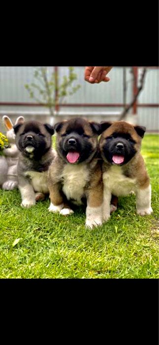 American Akita / Mascul / Pedigree