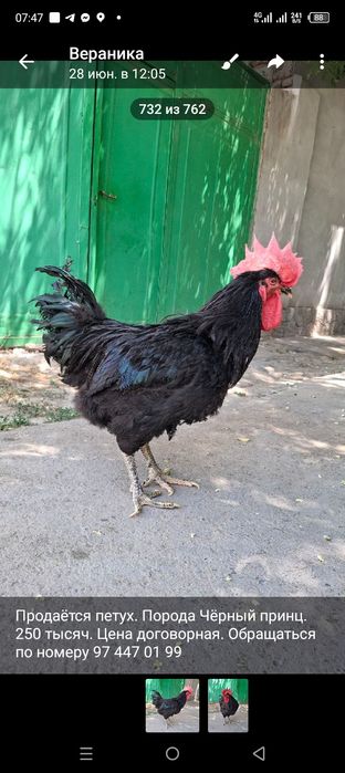 Питух Черный принц