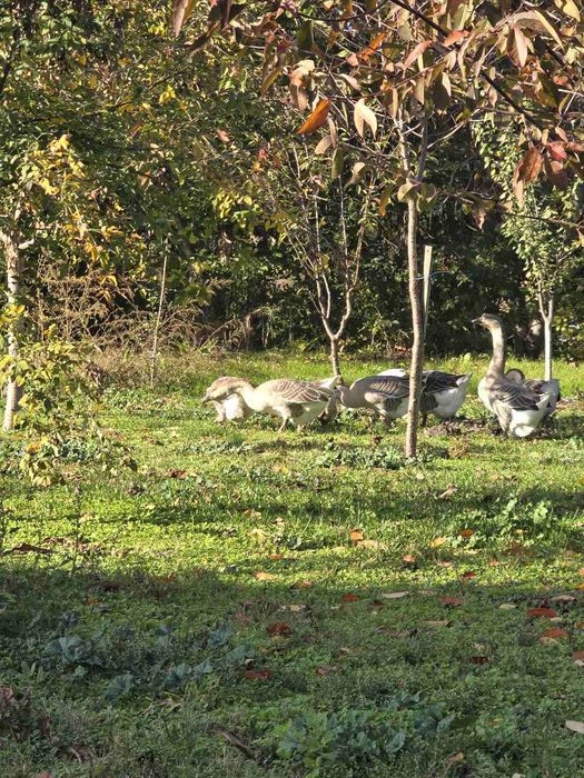 Продавам лебедови гъски 40 евро