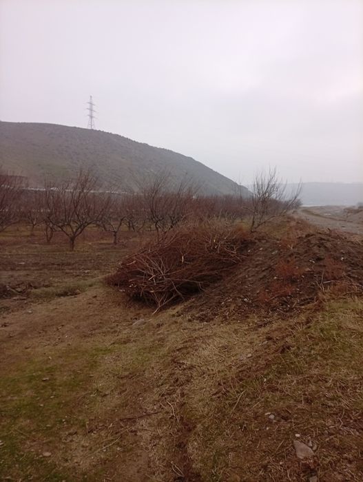 Shaftoli va olma oʻtinlari sotiladi