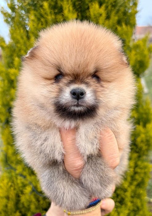 Pomeranian catelusa