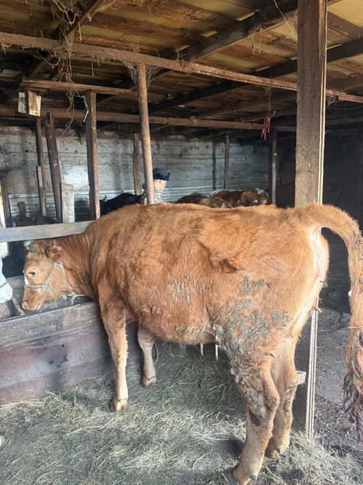 Семіз тайыншалар сатылады