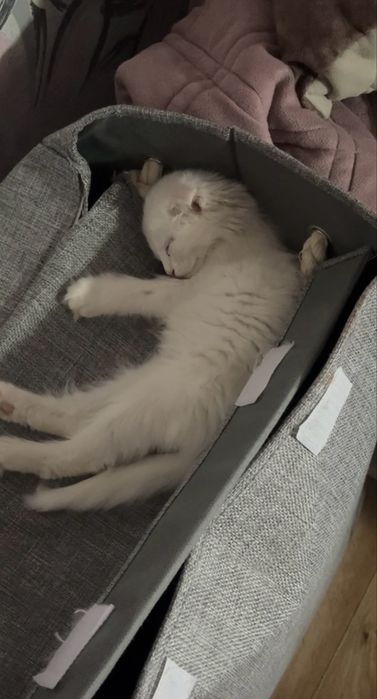 Пропал котенок! девочка вислоухая