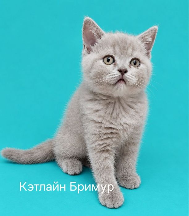 Настоящие Британские котята из питомника!