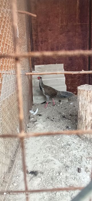 Продам Серебряный фазан