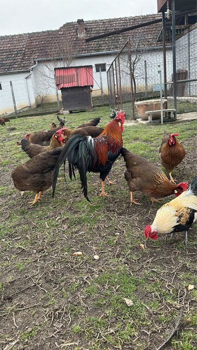 Vand oua de incubat din gaini rasa italian potarnichiu