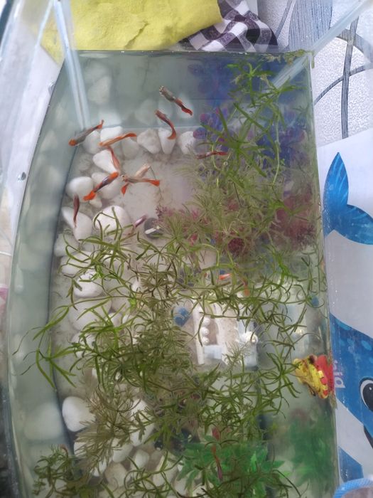 Рыбка гуппи красивые