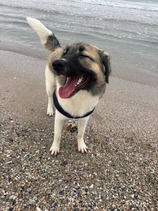 Подарява се спешно