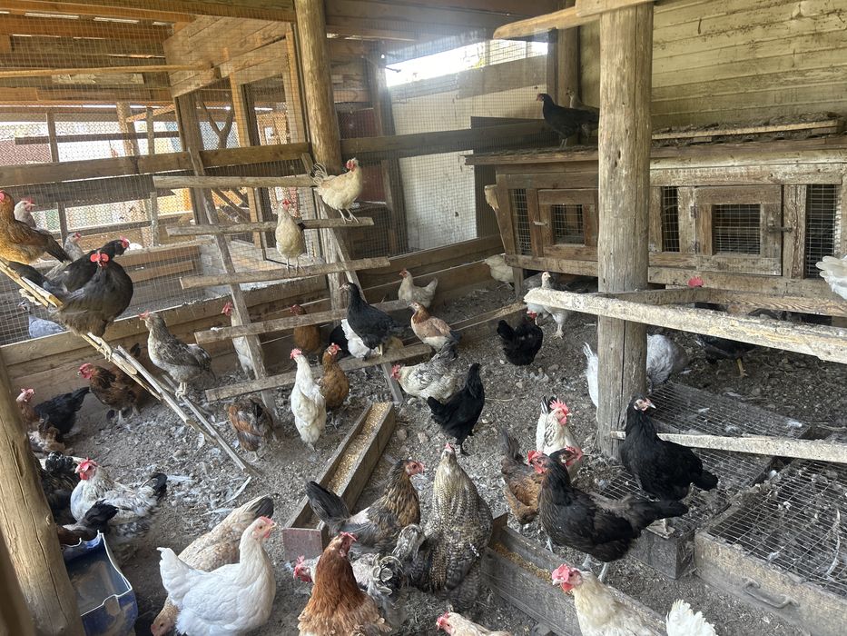 Продам кур домашних