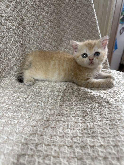 Котята британские шиншиллы