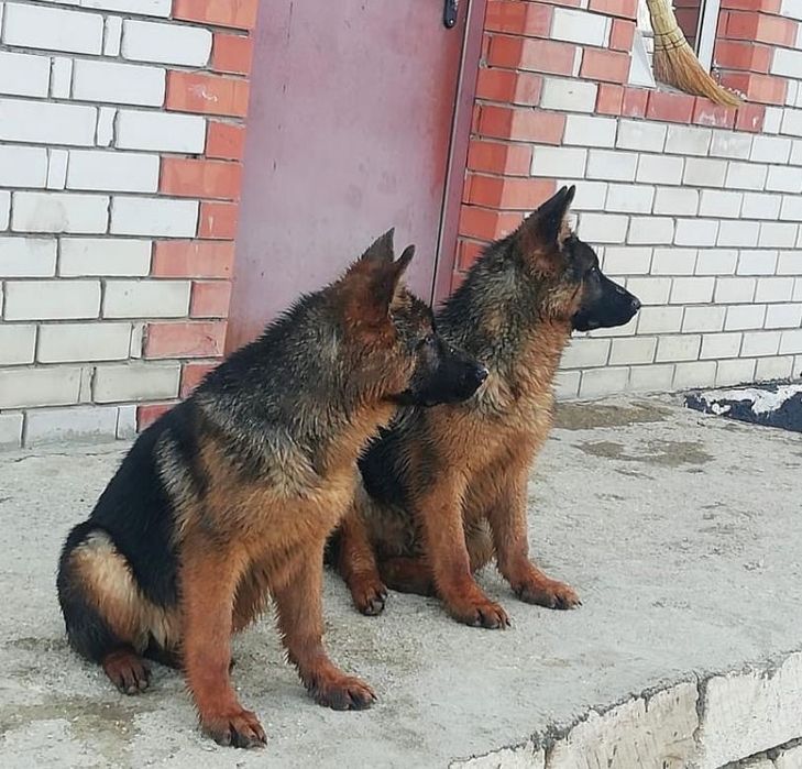 Немецкая овчарка щенки