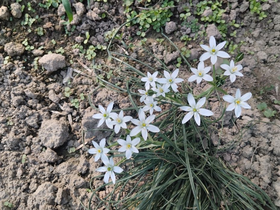 Продаю дома цветы и кустарники, очень красивые, красят ваш интерьер  с