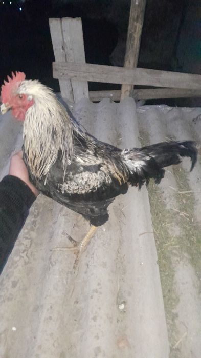 Xonaki xoroz sotuvda