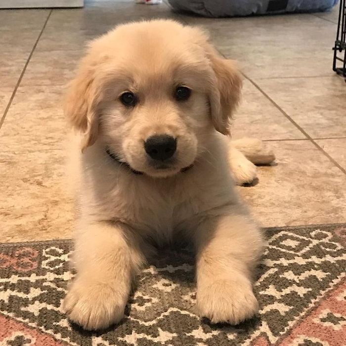 Golden Retriever femelă