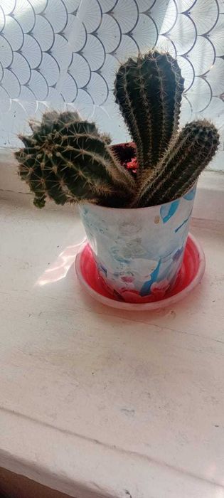 Продам кактусы 3 шт