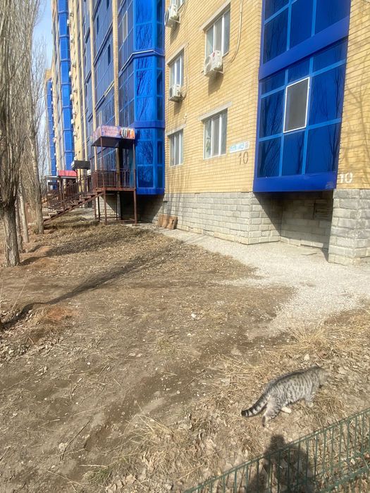 Кошка шотландский