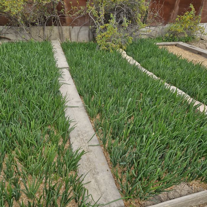 Лук пучками оптом