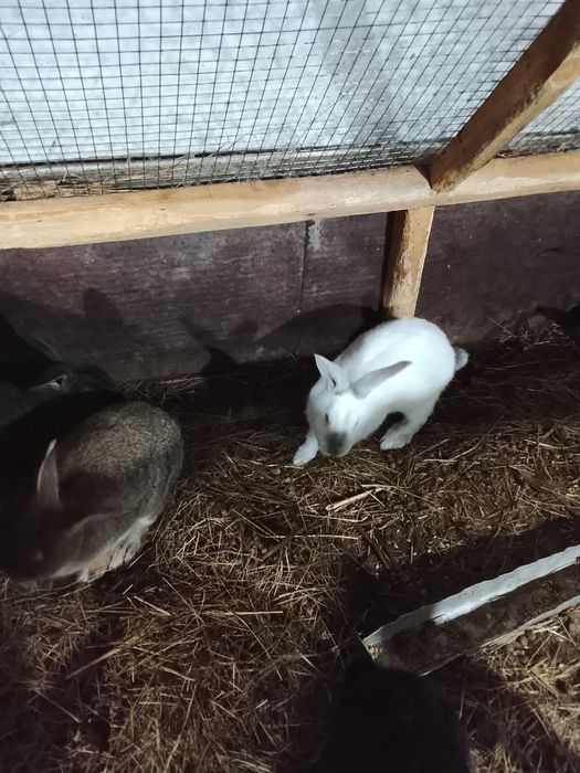 Продам домашних кроликов