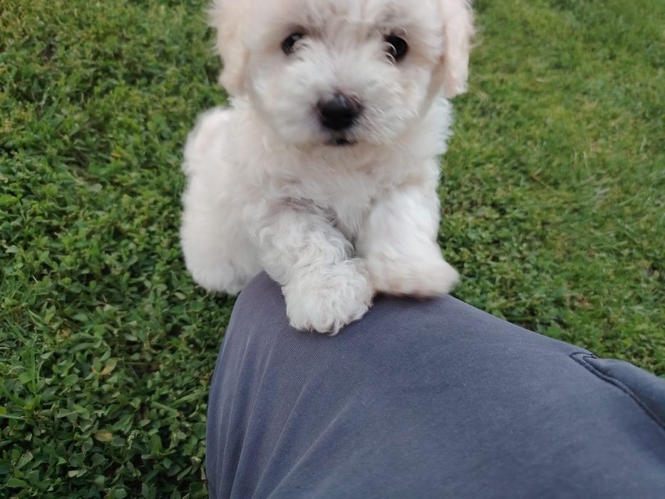 Vand catelusa Bichon
