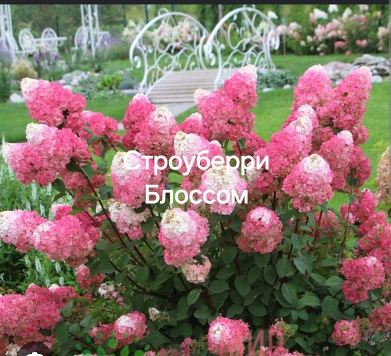 Саженцы гортензий 2 сорта