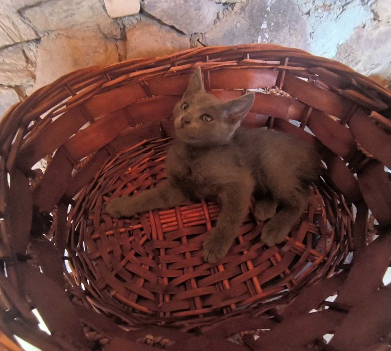 Подарявам котенца