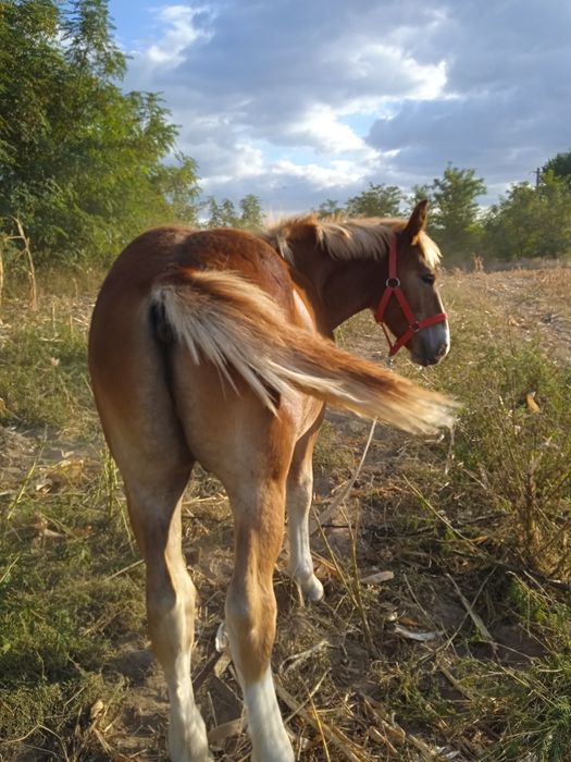 De vânzare Câlan semi-greu