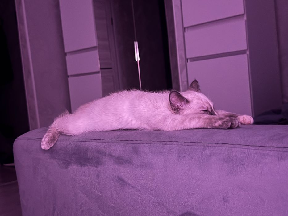 Отдам котенка девочку